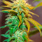 Семена конопли сорта White Widow