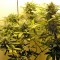Семена сорта White Widow Automatic fem (Dinafem Seeds)