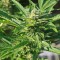 Семена сорта AK-49 Auto Fem (Vision Seeds)
