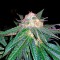 Семена сорта Caboose fem (Strain Hunters)