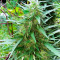 Семена сорта Cold Thunder fem (Sumo Seeds)