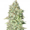 Семена сорта OG Kush S.F.V. fem (Advanced Seeds)