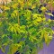 Семена сорта OG Kush fem (Humboldt Seeds)