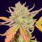 Семена сорта Peach Crescendo Auto RF3 fem (Ethos Genetics)