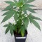 Семена сорта Punky Lion fem (Samsara Seeds)