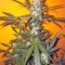 Семена сорта Jack 47 fem (Sweet Seeds)