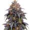 Семена сорта Ultimate Bubba Auto fem (Семяныч)