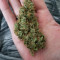 Семена сорта Auto Fresh Candy fem (Pyramid Seeds)