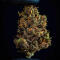Семена сорта Guava Auto RF3 fem (FastBuds)