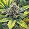 Семена сорта Sticky Sherbert GG fem (Seedkeepers)