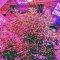 Семена сорта White Widow fem (Dinafem Seeds)