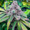 Семена сорта Zkittlez x Grapefruit (7CH Seeds & Cali Buds Seeds)