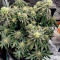 Семена сорта Vanilla Kush fem (Barney's Farm)