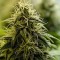 Семена сорта Allkush fem (Paradise Seeds)