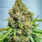 Семена сорта Auto Chronic Monster XXL fem (Victory Seeds)