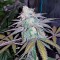 Семена сорта Chocolate Mint OG fem