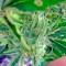 Семена сорта Gnomo Auto fem (Kannabia Seed Company)