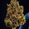 Семена сорта Guava Auto RF3 fem (FastBuds)