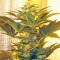 Семена сорта Medusa fem (Nirvana Seeds)