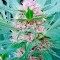 Семена сорта Serious 6 reg (Serious Seeds)