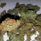 Семена сорта Spinning Buzz Kick Auto fem (Dr. Krippling Seeds)