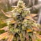Семена сорта Strawberry Gorilla Auto RF3 fem (FastBuds)