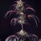 Семена сорта Strawberry Gorilla Auto RF3 fem (FastBuds)