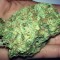 Семена сорта Sumo's Big Bud fem (Sumo Seeds)