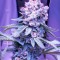 Семена сорта Trainwreck fem (Humboldt Seeds)
