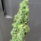 Семена сорта Turbo Bud Auto fem (Heavyweight Seeds)