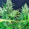 Семена сорта White Russian reg (Serious Seeds)