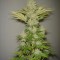 Семена сорта Bubblicious fem (Resin Seeds)