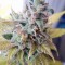 Сорт марихуаны Cream Caramel fem (Sweet Seeds) 