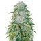 Семена сорта Auto Heaven fem (Victory Seeds)