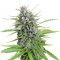 Семена сорта Exodus Cheese fem (Green House Seeds)