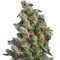 Семена сорта Kushage fem