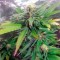 Семена сорта Alpujarrena fem (Pyramid Seeds)