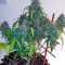 Семена сорта Auto Shark fem (Pyramid Seeds)