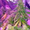 Семена сорта Auto Sweet Soma fem (00 Seeds)