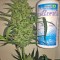 Семена конопли Blue Kush Autoflowering 