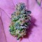 Семена сорта Bona Dea CBD+ fem (Vision Seeds)