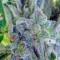 Семена сорта Gnomo Auto fem (Kannabia Seed Company)