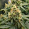 Семена сорта Gorilla Glue × Lemon Haze (7CH Seeds & Cali Buds Seeds)