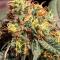 Семена сорта LA Confidential Autoflower fem (Семяныч)