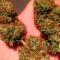 Семена сорта LA Confidential Autoflower fem (Семяныч)