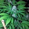 Семена сорта OG Kush fem (Humboldt Seeds)