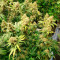 Семена сорта Phantom OG fem (Barney's Farm)