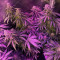 Семена сорта Phantom OG fem (Barney's Farm)