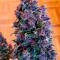 Семена сорта Green Poison Auto fem (Семяныч)