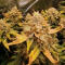 Семена сорта Purple Punch F1 fem (Seedkeepers)